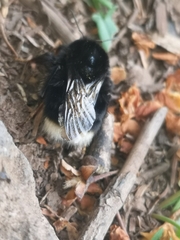Bombus terrestris canariensis