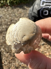 Agaricus deserticola