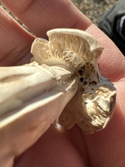 Agaricus deserticola