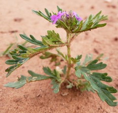 Glandularia wrightii