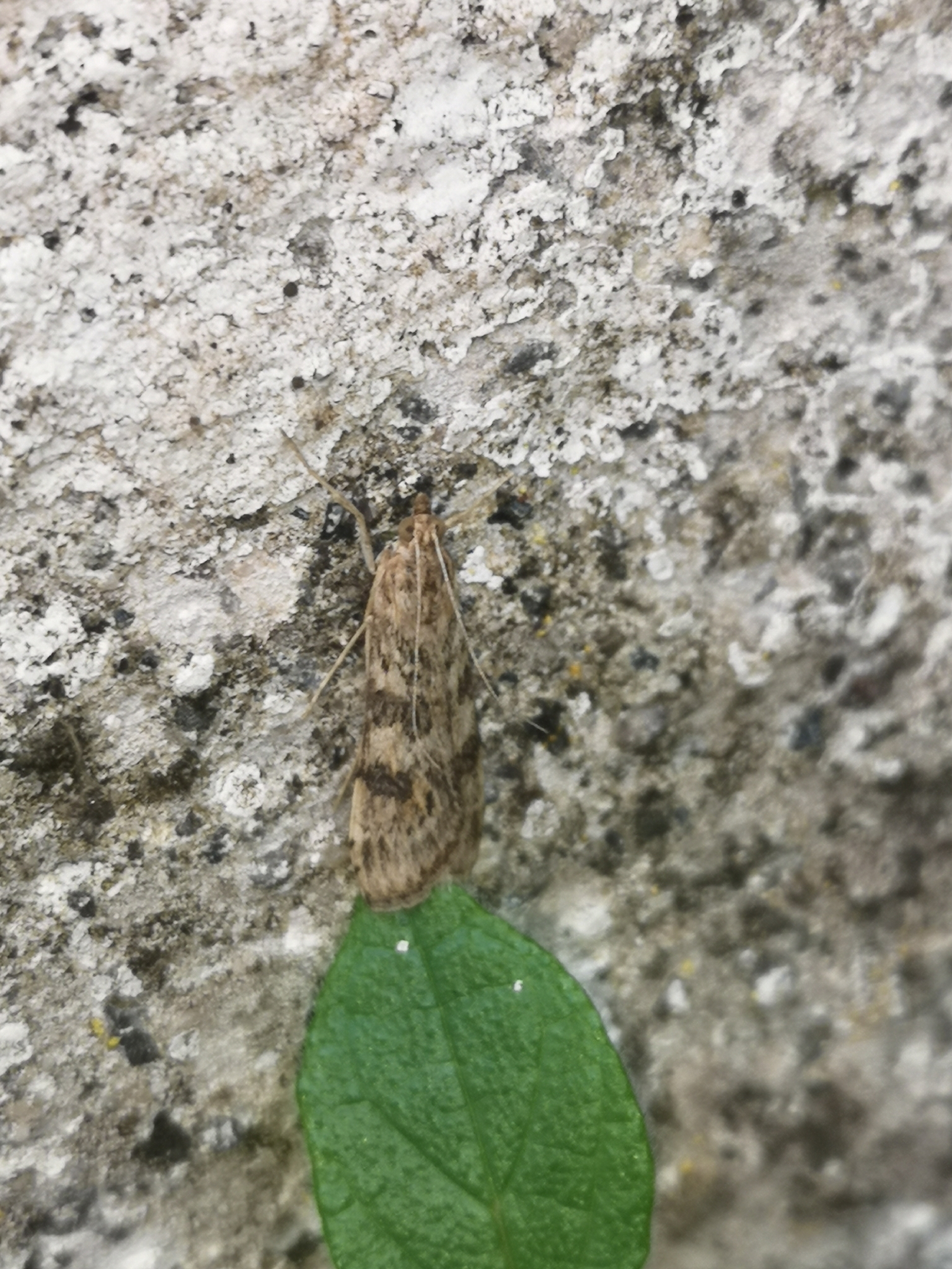 Nomophila noctuella