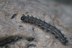 Hemileuca rubridorsa