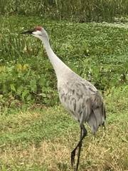 Antigone canadensis pratensis