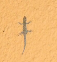 Lygodactylus chobiensis