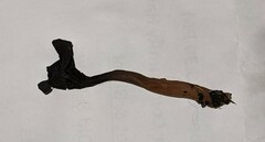 Craterellus cinereus