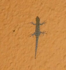 Lygodactylus chobiensis