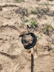 Coprinus calyptratus