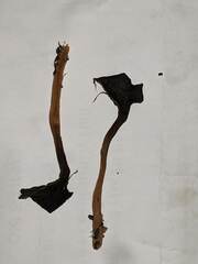 Craterellus cinereus