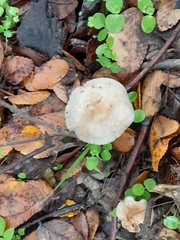 Fungi