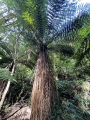 Cyathea smithii