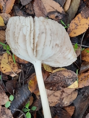 Fungi