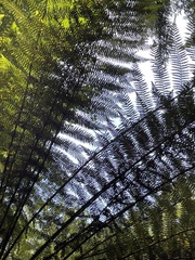 Cyathea smithii
