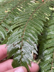 Cyathea smithii