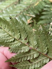 Cyathea smithii