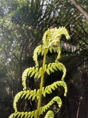 Cyathea smithii