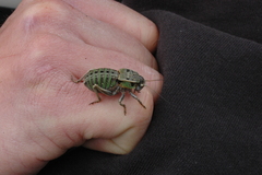 Pycnogaster