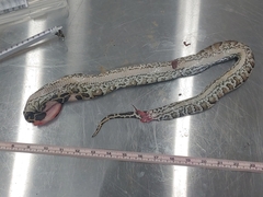 Python bivittatus