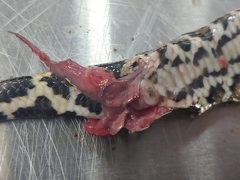 Python bivittatus
