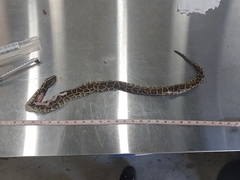 Python bivittatus