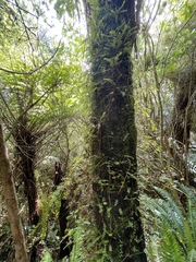 Metrosideros diffusa