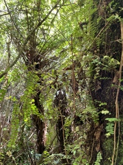 Metrosideros diffusa