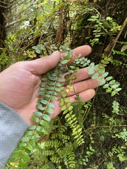 Metrosideros diffusa