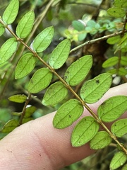 Metrosideros diffusa