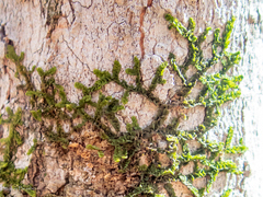 Frullania eboracensis