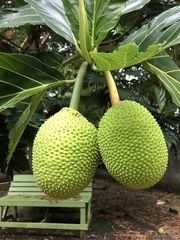 Artocarpus