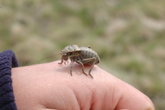Pycnogaster