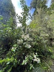 Olearia arborescens