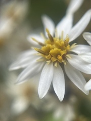 Olearia arborescens