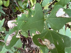 Leucoptera erythrinella