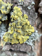 Xanthomendoza
