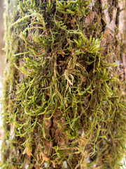 Forsstroemia trichomitria