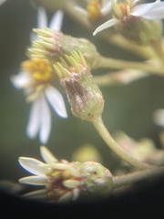 Olearia arborescens