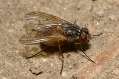 Phaonia rufiventris