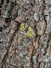 Xanthomendoza