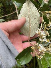 Olearia arborescens