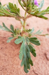 Glandularia wrightii