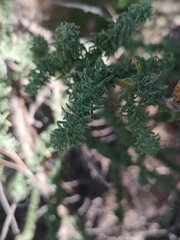 Adenocarpus viscosus