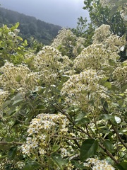 Olearia arborescens