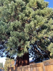 Sequoiadendron