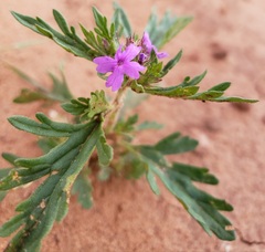 Glandularia wrightii