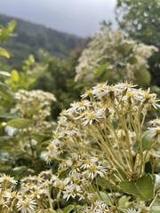Olearia arborescens