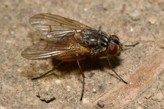 Phaonia rufiventris