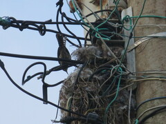 Campylorhynchus nuchalis