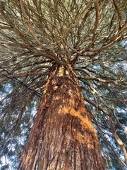 Sequoiadendron
