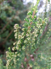Erica lusitanica