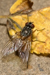Phaonia rufiventris